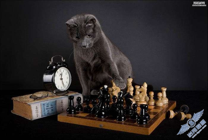 Photoshop合成素描小猫的现场图片【图】_
