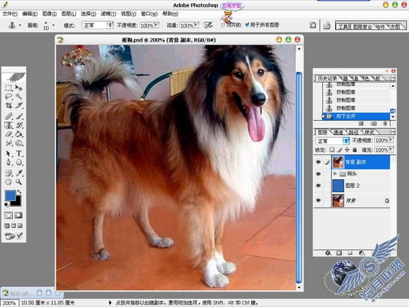 Photoshop给美丽的狗狗抠图