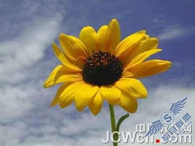 Photoshop图案图章工具制作印象派水彩画【图】_