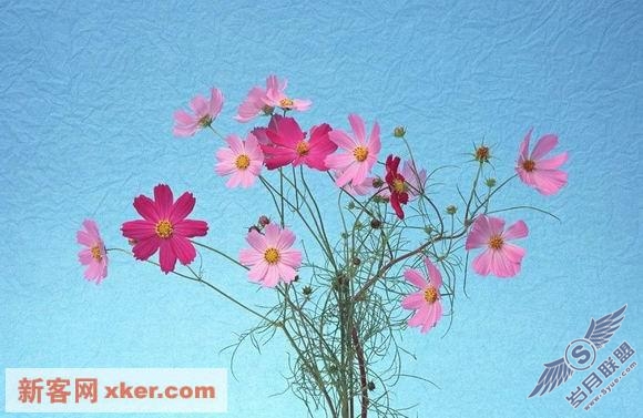 绝美鲜花 