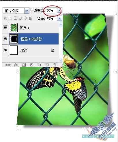 Photoshop初学者实例教程:简单打造照片立体效果