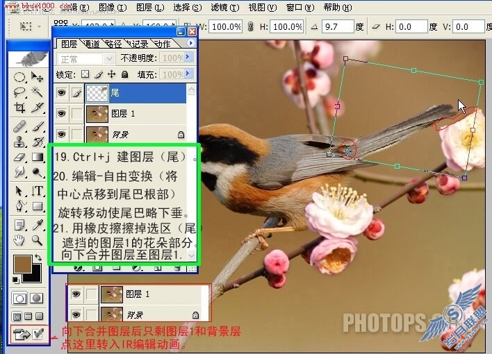 Photoshop制作小鸟鸣叫时的动作