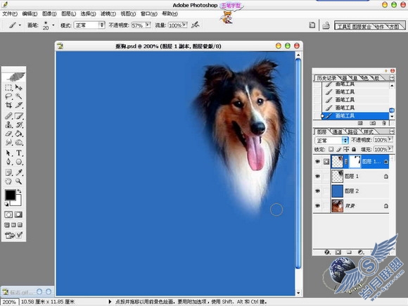 Photoshop给美丽的狗狗抠图