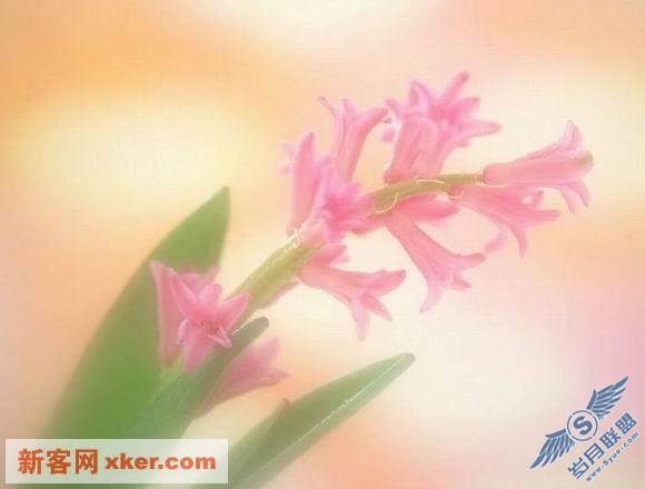 鲜花