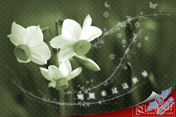 Photoshop处理照片:花卉照片添加光线