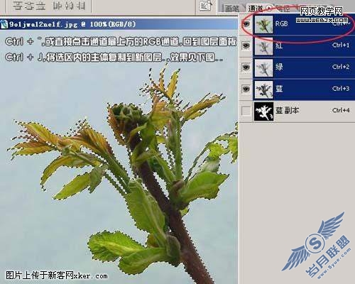 Photoshop通道抠图教程:绿叶树干