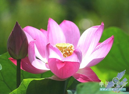 Photoshop合成教程:创意设计打造梦幻精灵艺术效果