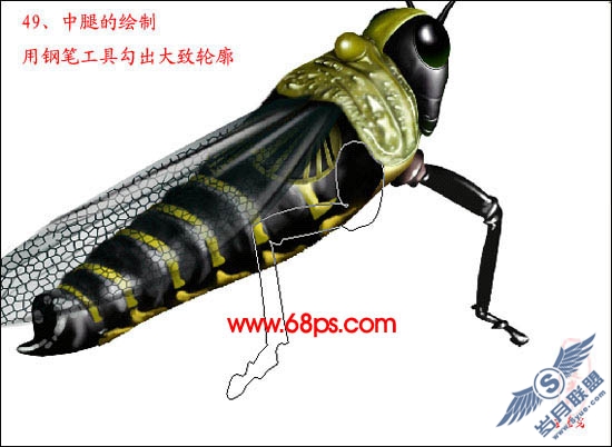 PhotoShop鼠绘超真实的蝗虫
