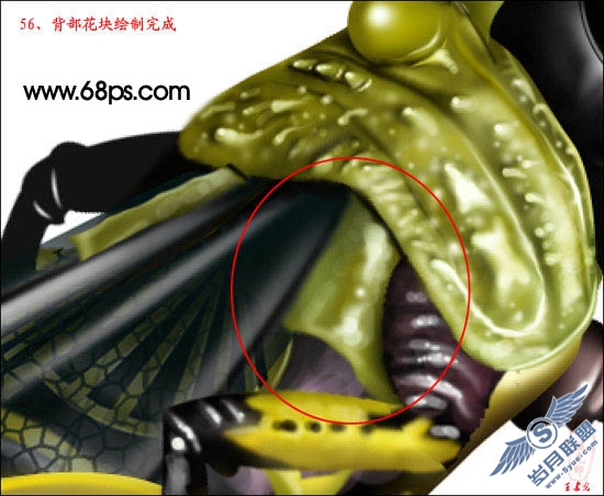 PhotoShop鼠绘超真实的蝗虫