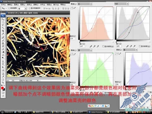 Photoshop调色教程:在那油菜丰收的时节