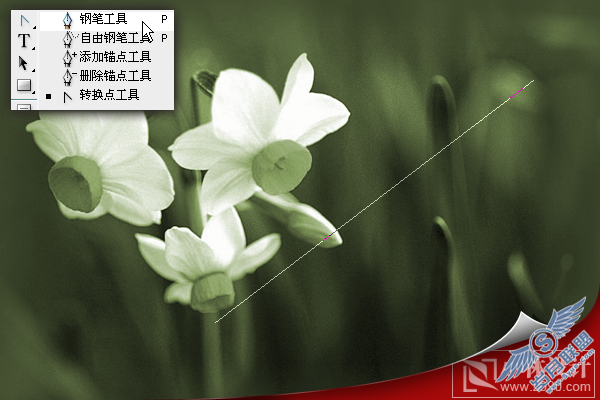 Photoshop处理照片:花卉照片添加光线