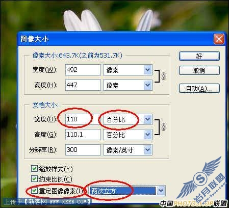 菊花