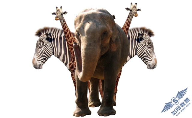 Photoshop合成漂亮的动物拼贴画