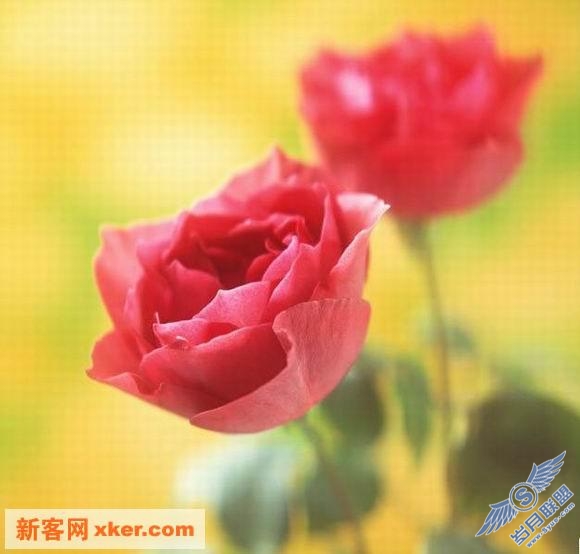 鲜花