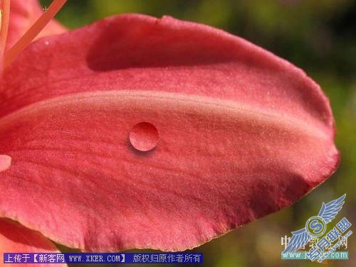 Photoshop给娇艳的花瓣增加透明露珠