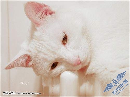 photoshop校色: 调出猫咪中性灰