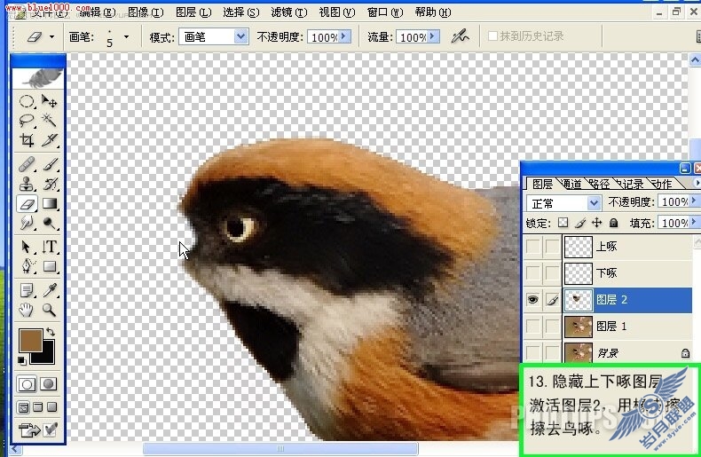 Photoshop制作小鸟鸣叫时的动作