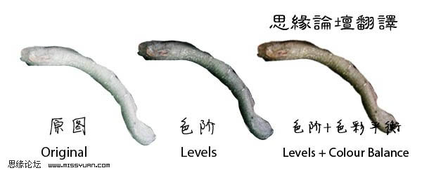 PS合成捆满树枝的美女
