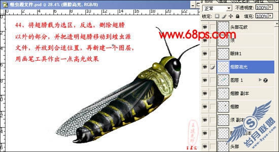 PhotoShop鼠绘超真实的蝗虫