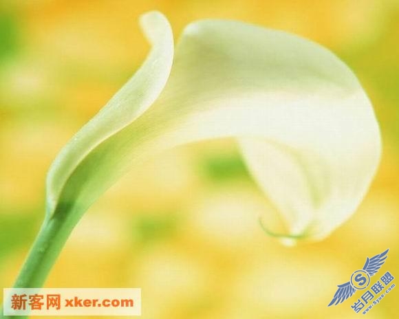 鲜花