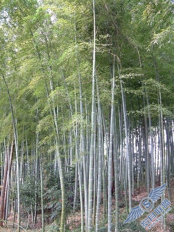 让你拍的风景照片不再平凡