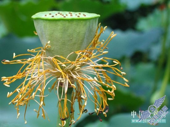 Photoshop合成教程:创意设计打造梦幻精灵艺术效果