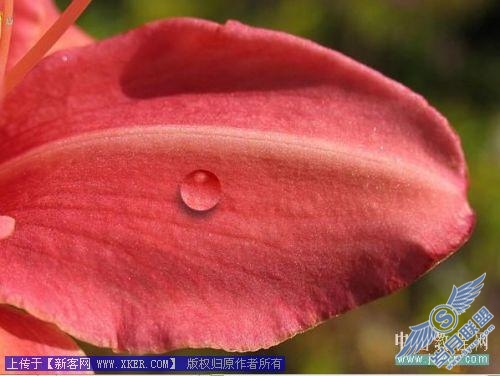 Photoshop给娇艳的花瓣增加透明露珠