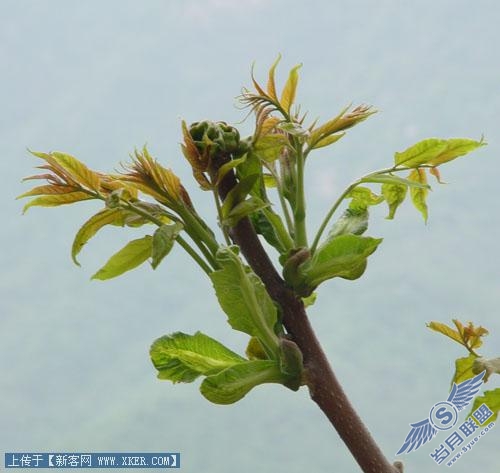 Photoshop去边命令巧除抠图杂边_天极设计在线转载