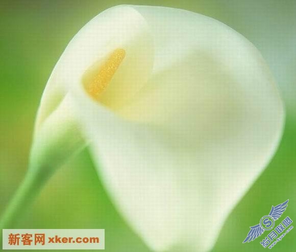 鲜花