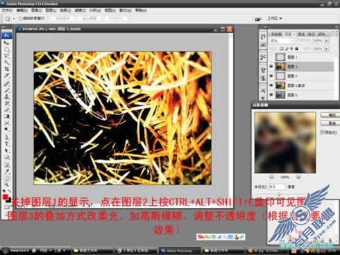 Photoshop调色教程:在那油菜丰收的时节