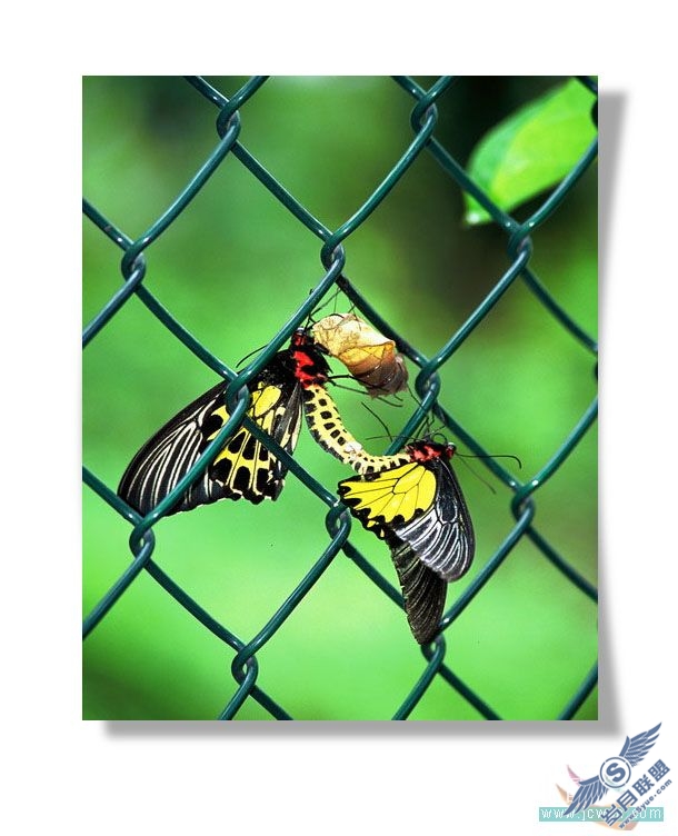 Photoshop初学者实例教程:简单打造照片立体效果