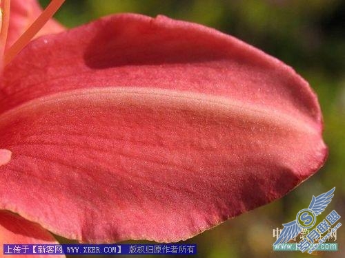 Photoshop给娇艳的花瓣增加透明露珠