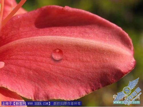Photoshop给娇艳的花瓣增加透明露珠