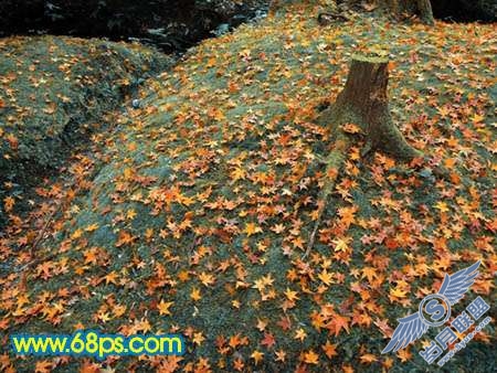 Photoshop制作橙黄色成片枫叶图【图】_