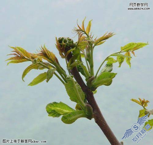 Photoshop通道抠图教程:绿叶树干
