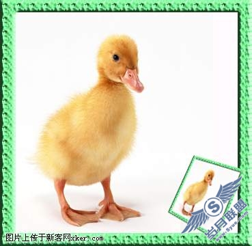 PhotoShop为小鸭制作画中画效果