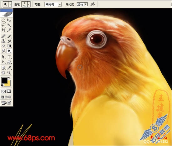 PhotoShop超强鼠绘鹦鹉和蝗虫