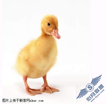 PhotoShop为小鸭制作画中画效果