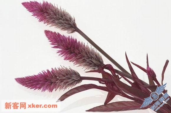 绝美鲜花 