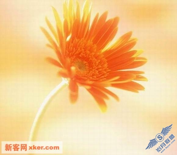 鲜花