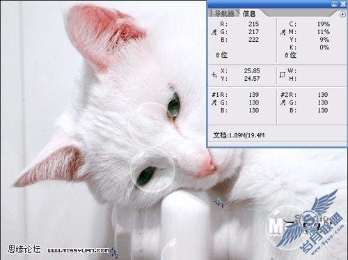 photoshop校色: 调出猫咪中性灰
