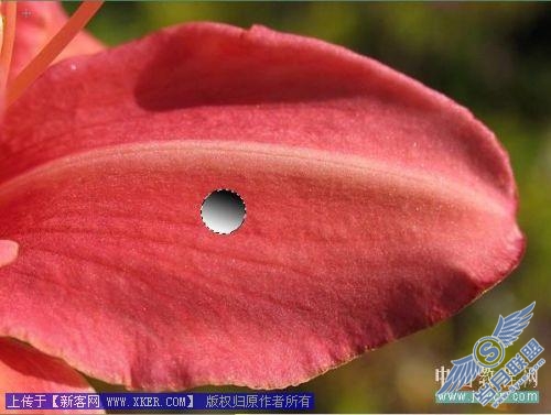 Photoshop给娇艳的花瓣增加透明露珠