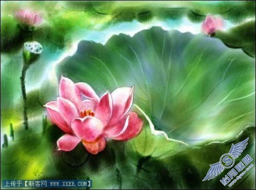 Painter手绘荷花水彩画_天极设计在线转载
