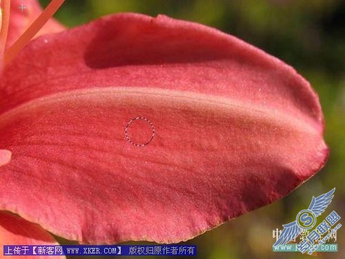 Photoshop给娇艳的花瓣增加透明露珠