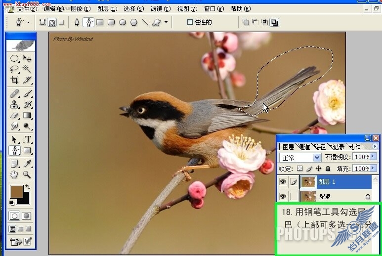 Photoshop制作小鸟鸣叫时的动作