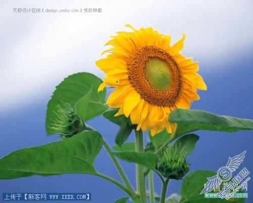 素材
