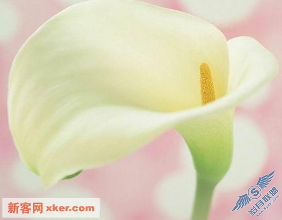 鲜花
