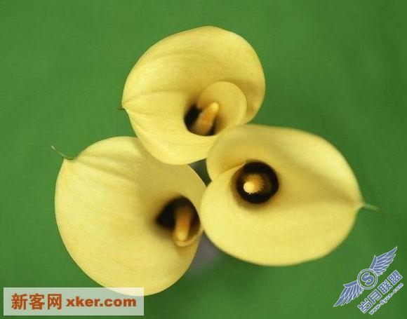 鲜花
