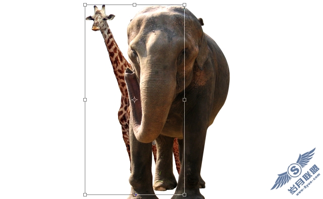 Photoshop合成漂亮的动物拼贴画