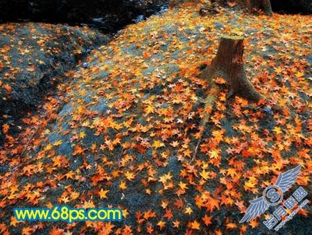 Photoshop制作橙黄色成片枫叶图【图】_